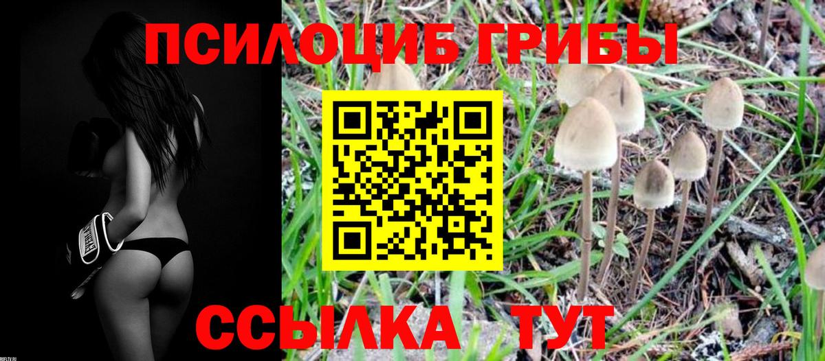 Галлюциногенные грибы Cubensis Зима